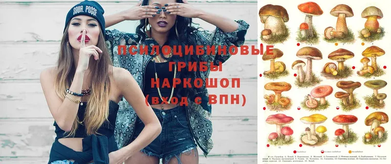 Псилоцибиновые грибы Psilocybe  наркошоп  Борисоглебск 